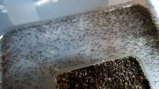 Steppengrillen 