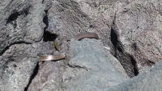Racer Snake, Fernandino Island, Galapagos