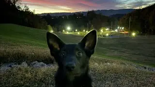 German Shepherd Training / George / Field Work