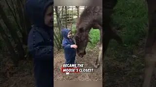 The kind family saved a helpless baby moose after it lost its mother #rescue #moose