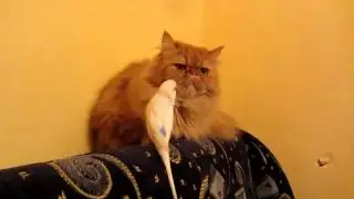 Grumpy cat hates that bird