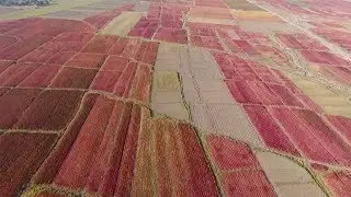 Large crop of red quinoa provides beautiful scenery in NW China