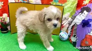 ペットショップ犬の家＆猫の里名古屋天白店198055　ペキプー♂