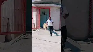 #tiger #badshah #animaldog #lion #badboyshah #dogbreeds