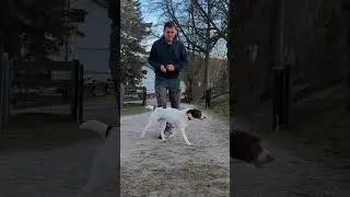 Romy (Joy) im Training | 15.01.26 | Wir f&uuml;r Hunde in Not e.V.