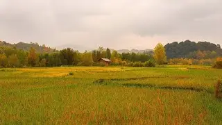 🌾🌧️ Rainy Autumn Rice Fields in a Quiet Village | Birds & Rooster Sounds | Peaceful Nature Ambience🍂