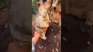 WHY YOU'RE TOUCHING ME? #funnyvideo #capybara #nature #animal #youtube #viral #trending #shorts