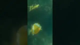 Underwater- the Sound of Silence #spearfishing #fish #underwater #pesca #ocean #peaceful #snorkeling