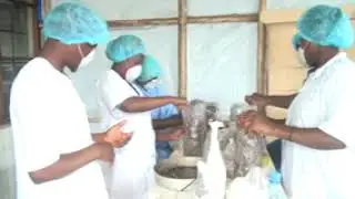 Documentaire sur la culture du pleurote partie III. Par Murusi Toussaint Med. Vet. CASA DE GIRGOLA
