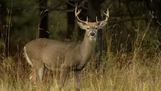 Michigan deer population continues to grow, hunters in decline