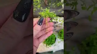 Planting carpeting plants in Aquarium