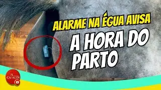 Alarme avisa quando a &eacute;gua vai parir. No Haras Feroleto todo parto &eacute; monitorado