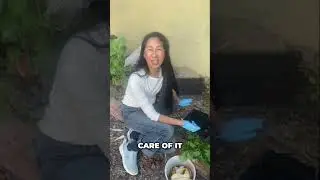 In Ground Worm Bin - Installation & Maintenance 