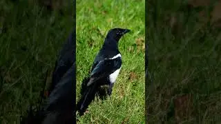 The Magpie &ndash; Sweden&rsquo;s Clever Trickster Bird 🖤✨