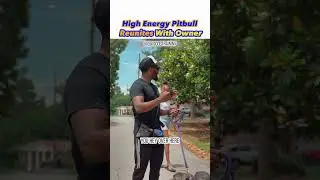 HIGH ENERGY PITBULL *TRANSFORMS* TO A CALMER DOG 😅