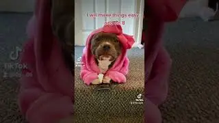 magic #dogs #magic  #magicchess #pupfluencer #dogs #dogstargram #doglover
