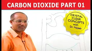 Carbon Dioxide Transport | Respiration & Gas Exchange | Part 1/6