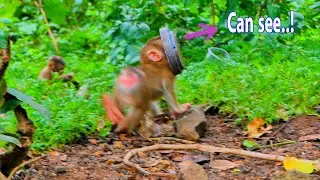 Funny clip...Baby monkey Saro, where did you learn this comedy?