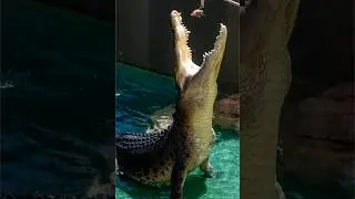 Animals that can live the longest without food 🐊🍗 #nature #animal #knowledge #fact #shorts