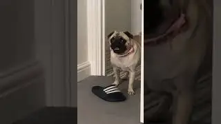 Pug does a weird bark