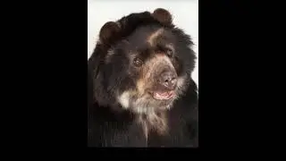 Bear sound effect
