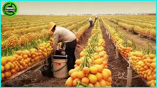 Thousands Of Tons Of Potatos Are Harvested And Processed This Way | Farming Documentary