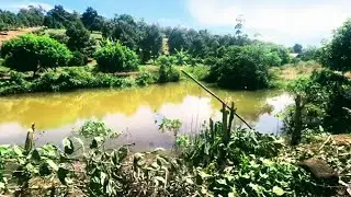 Bán vườn Chôm Chôm Và Điều đất đỏ,nguồn nước thoải mái.Đồng Phú .Bình Phước cũ