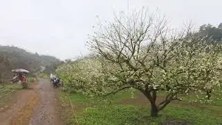 Taking a stroll through the plum blossom garden in the hazy early morning light.
