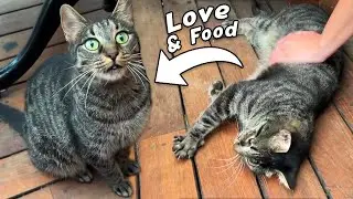 Cafe Cats Eating and Talking!