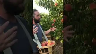 Peach Picking