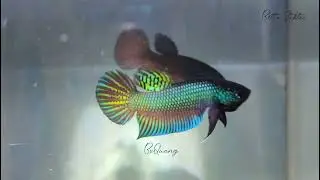 Betta Stiktos [ B&aacute;u vật d&ograve;ng Srepok ] #betta #bettafish #wildbetta #cambodia