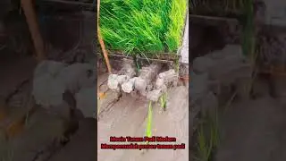 alat tanam padi,modern.!!