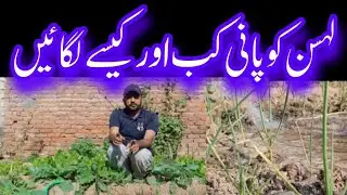 Garlic Harvesting Explained 🧄 | KH Garden | Which month should I plant and take care of it | expl...