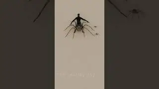 Why Baby Spiders Eat Their Mom 🕷️