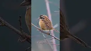 Болотный воробей