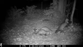 Funny puppy antics (Stone marten family/Steinmarder/Husm&aring;r) (best at 1080p)