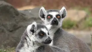 Lemur Habitat in Ultra HD: Nature's Beauty #4k #wildlife