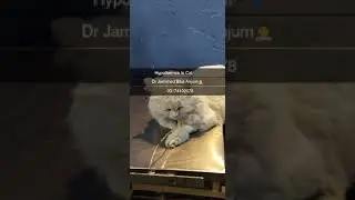 Hypothermia In cat #Low-temperature #Fluid therapy #dehyration #vetdoctor #kasur #chunian