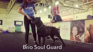 Cane corso handling
