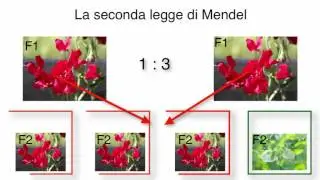 La seconda legge di Mendel (by AP)