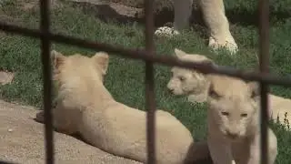 170829082 Rare White Lion Gives Birth To Miracle Quintuplets