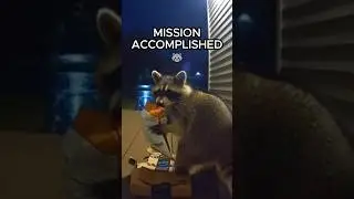 This Raccoon Just Became a Porch Pirate #shorts #funny #raccoon