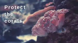 REEFI - Modular coral reef