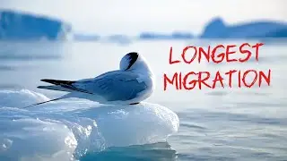 Arctic Tern &mdash; the longest migration on Earth