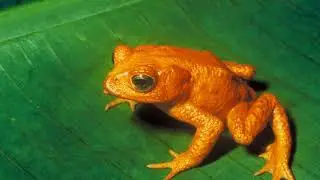 NatureServe conservation status | Wikipedia audio article