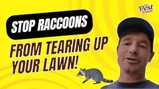 Let's Stop Raccoons From Tearing Up Your Lawn!