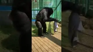 Запутался в штанине. Смешной, но умный орангутан/Tangled in pants.Funny but smart orangutan/ #shorts