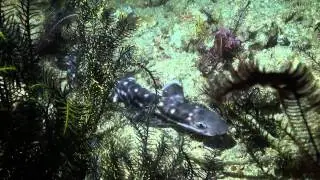 WAOW Alor Dive Liveabord