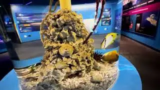 World Oceans Day Video