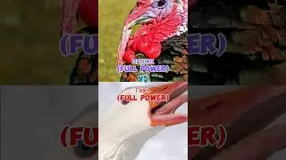 ИНДЮК ПРОТИВ ГУСЯ😆🐔🦢👿